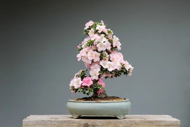 Azalea